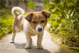 幼犬都了能吃什么，饮食方法参考