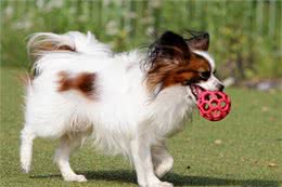 买了比特犬的狗主人，应该怎么对它开展训练?这几个点要做到位