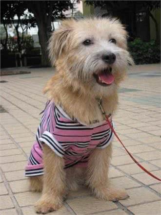 世界最小最可爱的猎犬,西班牙小猎犬超萌