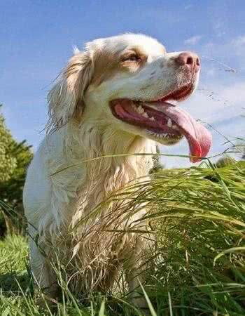 世界最小最可爱的猎犬,西班牙小猎犬超萌