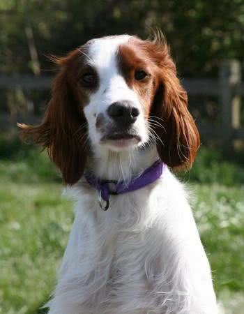 世界最小最可爱的猎犬,西班牙小猎犬超萌