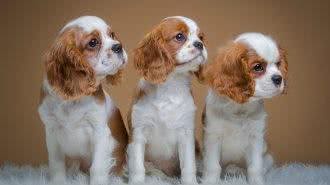 世界最小最可爱的猎犬,西班牙小猎犬超萌