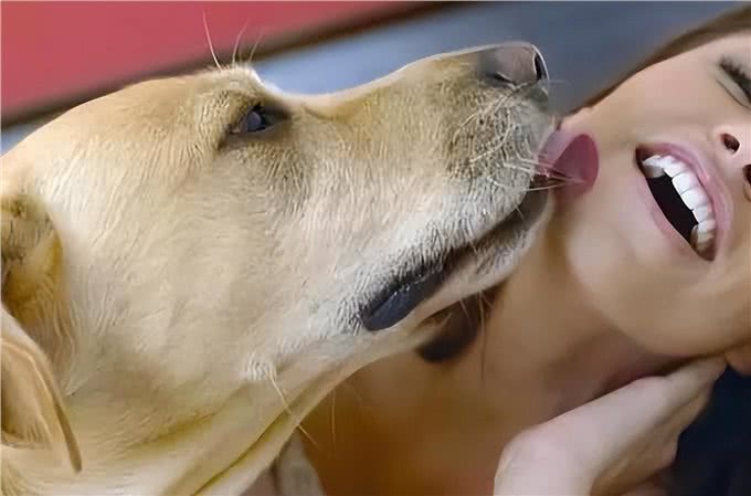 狗狗的舌头舔人很脏?别傻了，它舔人有几种好处