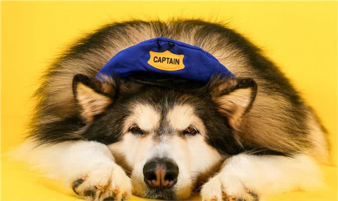 狗为什么不能吃巧克力,葡萄,尤其是洋葱