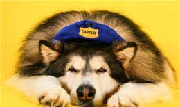 狗为什么不能吃巧克力，葡萄，尤其是洋葱