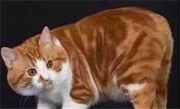 辟谣，无尾猫是长寿猫:不，一旦患病活不过5年