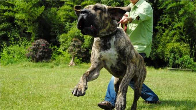 犬中老虎菲勒犬曾以猎豹为食，被用来抓捕奴隶，现被多国禁养