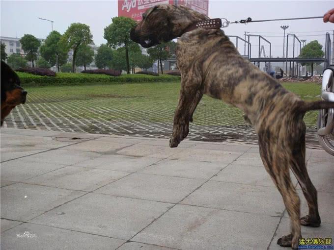 犬中老虎菲勒犬曾以猎豹为食，被用来抓捕奴隶，现被多国禁养