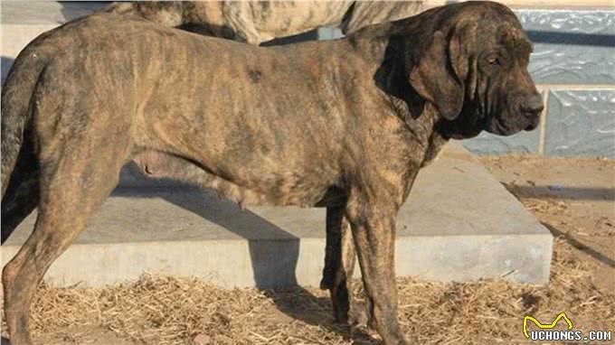 犬中老虎菲勒犬曾以猎豹为食，被用来抓捕奴隶，现被多国禁养
