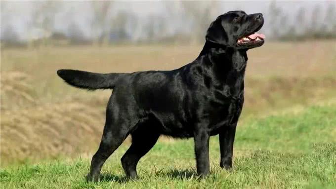 好狗护三邻好狗都有灵性一只义犬令人泪目