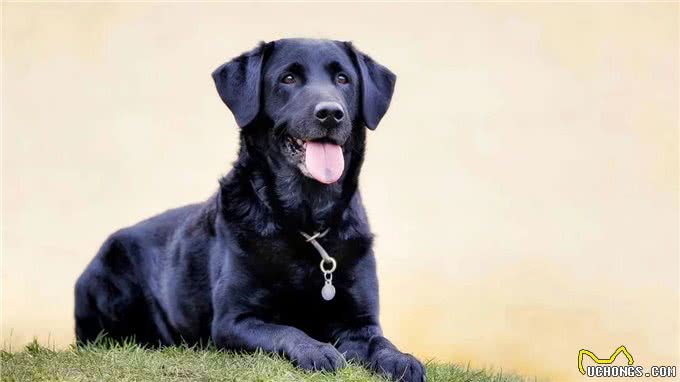 好狗护三邻好狗都有灵性一只义犬令人泪目