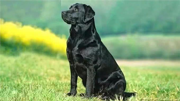 好狗护三邻好狗都有灵性一只义犬令人泪目