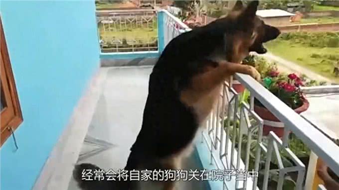 狗狗意外外孕