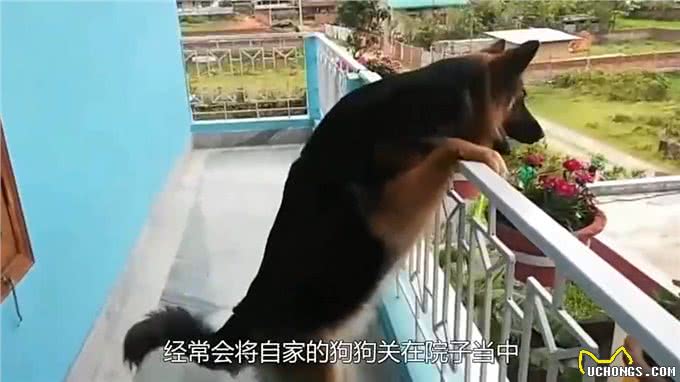 狗狗意外外孕