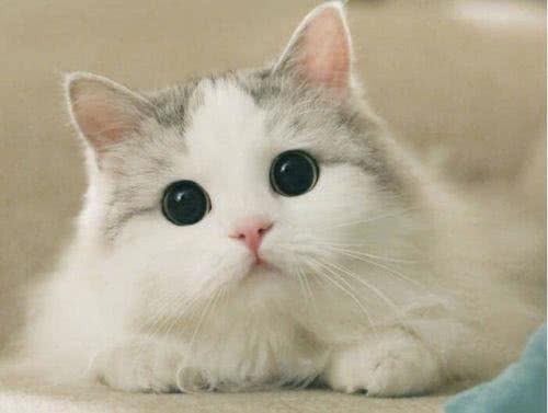养狗和养猫的区别在哪里?以下几个点，是它们的主要区分