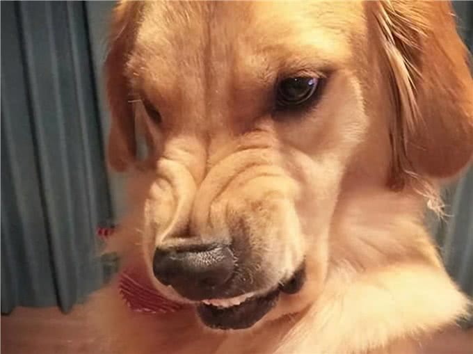 养不熟的狗,都会有这些特征,希望你家狗没有