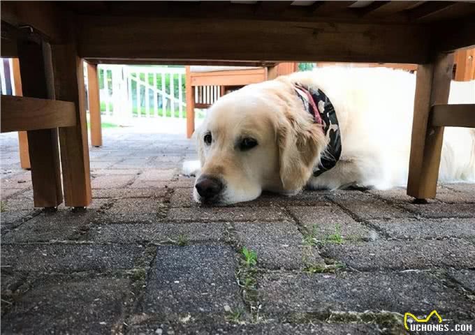 养不熟的狗,都会有这些特征,希望你家狗没有