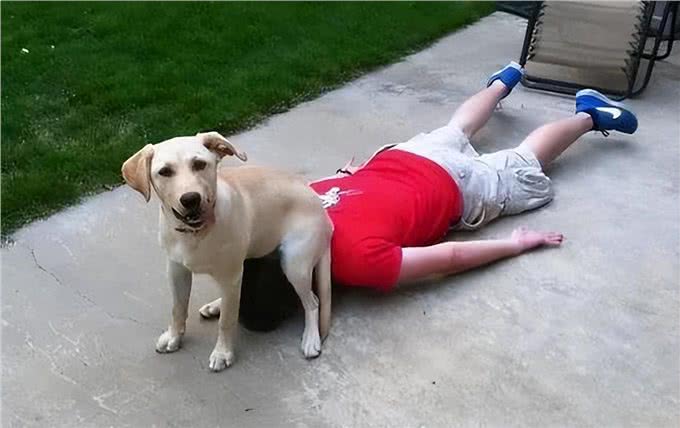 养不熟的狗,都会有这些特征,希望你家狗没有