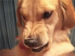 养不熟的狗，都会有这些特征，希望你家狗没有