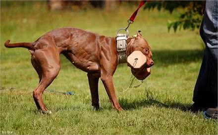 狗狗中的斗战胜犬:世界第一神犬比特犬所向披靡，杀伤力强大