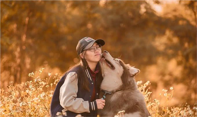 阿拉斯加犬小时候以为是个青铜长大了才知道是个王者!
