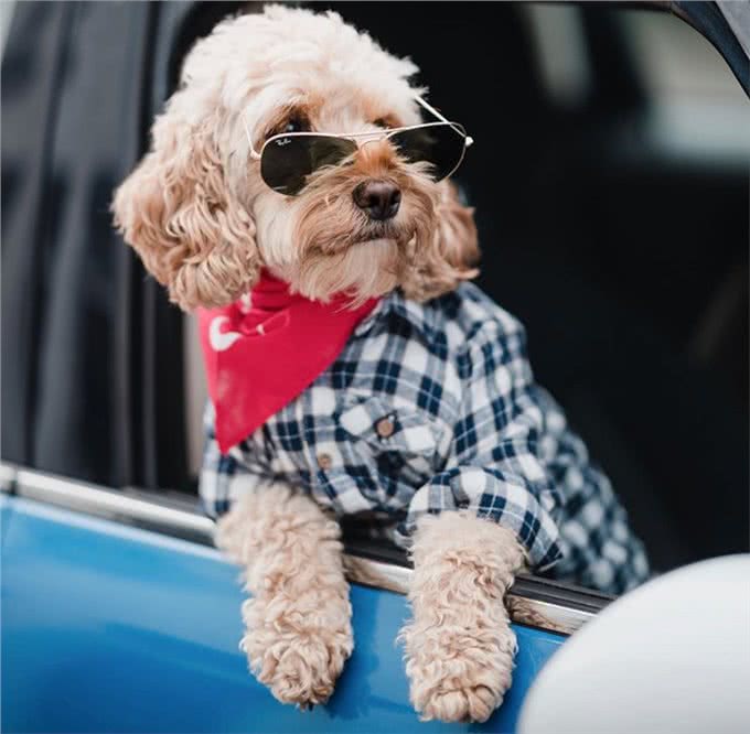 不得不说,铲屎官给狗狗取得这些名字,实在让人佩服