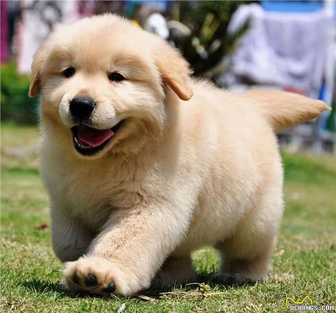 不得不说,铲屎官给狗狗取得这些名字,实在让人佩服