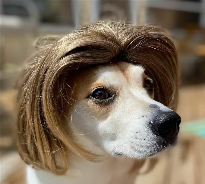 不得不说,铲屎官给狗狗取得这些名字,实在让人佩服