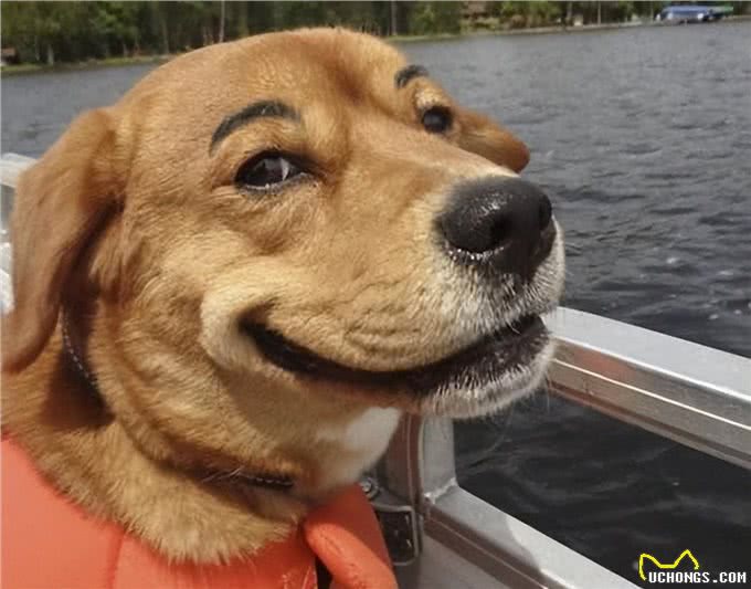 不得不说,铲屎官给狗狗取得这些名字,实在让人佩服