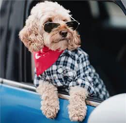 不得不说，铲屎官给狗狗取得这些名字，实在让人佩服