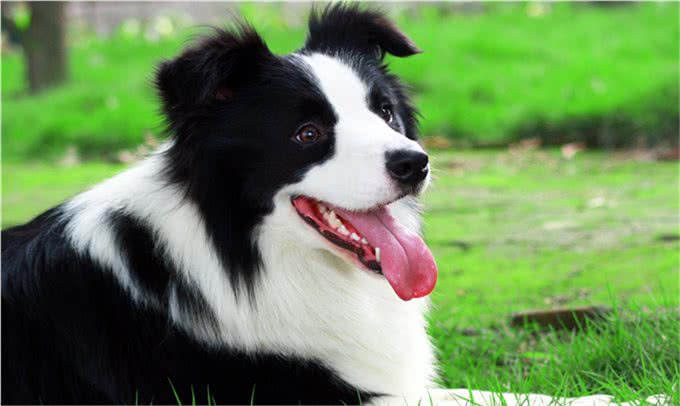 牧羊犬适合家养吗?了解牧羊犬4大特质，做到5个要点，肯定适合养