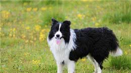 牧羊犬适合家养吗?了解牧羊犬4大特质，做到5个要点，肯定适合养