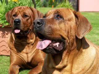 亚洲第一烈性斗犬：日本土佐，曾经5分钟干掉藏獒