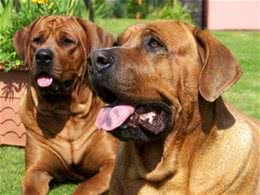 亚洲第一烈性斗犬：日本土佐，曾经5分钟干掉藏獒