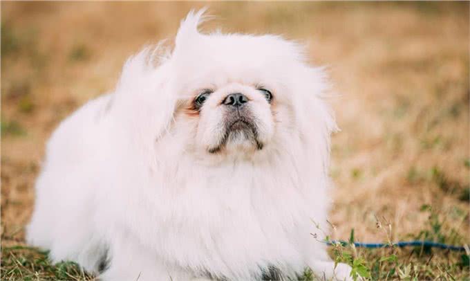 回忆—北京犬