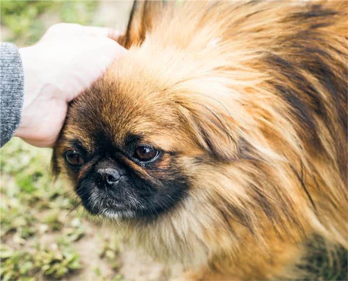回忆—北京犬