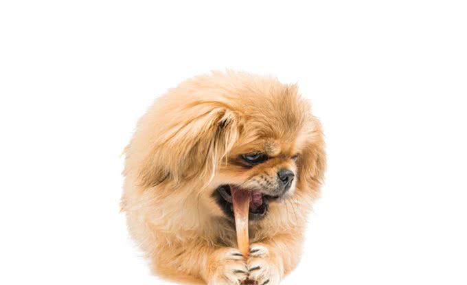 回忆—北京犬