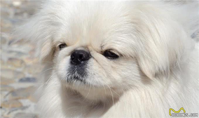回忆—北京犬