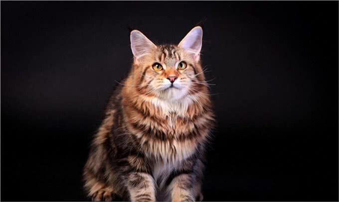体型最大的猫缅因猫，像狮子又像老虎!威武霸气!帅气无比!