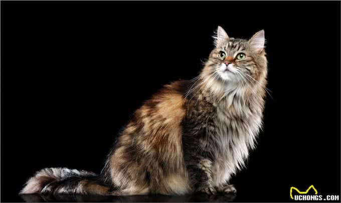 体型最大的猫缅因猫，像狮子又像老虎!威武霸气!帅气无比!