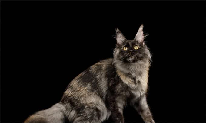 体型最大的猫缅因猫，像狮子又像老虎!威武霸气!帅气无比!
