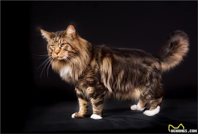 体型最大的猫缅因猫，像狮子又像老虎!威武霸气!帅气无比!