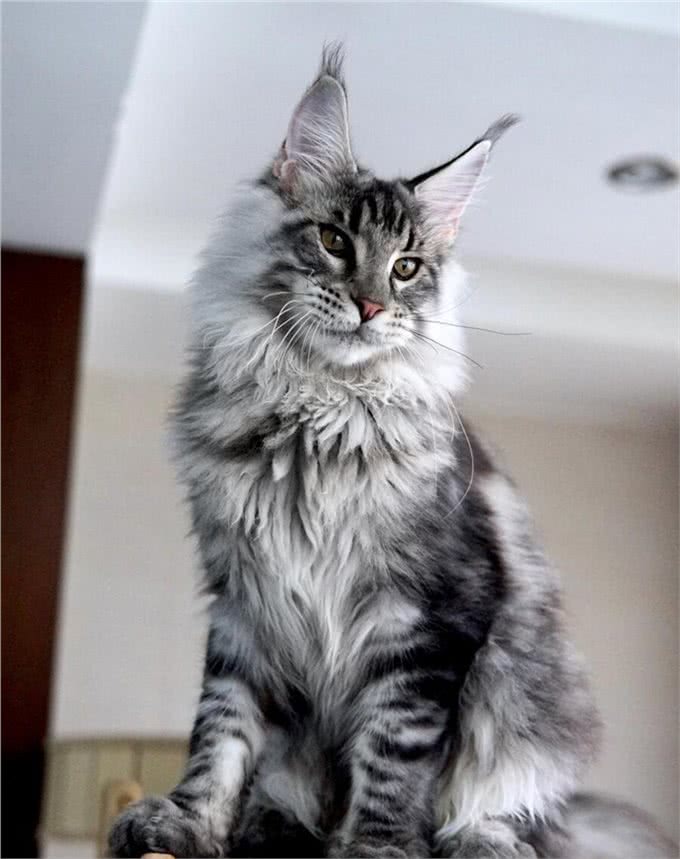 体型最大的猫缅因猫，像狮子又像老虎!威武霸气!帅气无比!