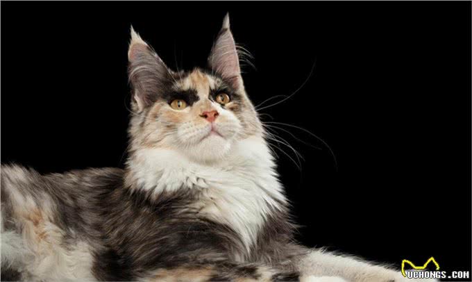 体型最大的猫缅因猫，像狮子又像老虎!威武霸气!帅气无比!