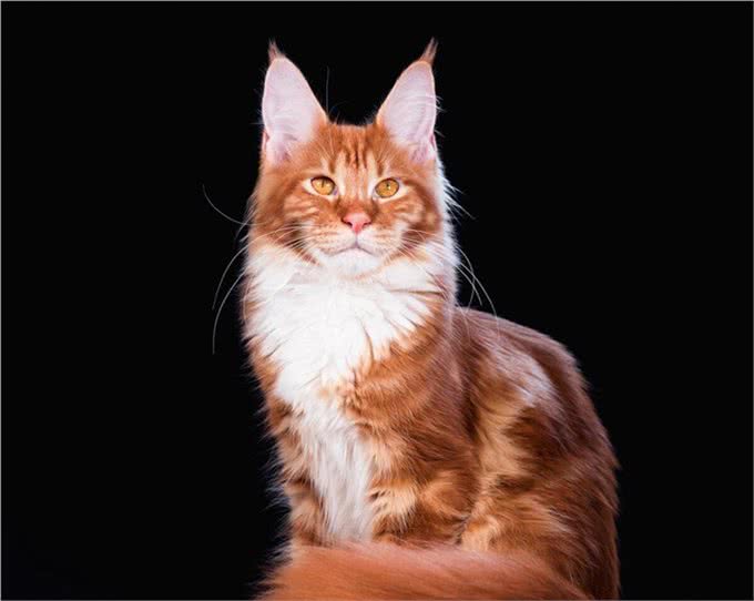 体型最大的猫缅因猫，像狮子又像老虎!威武霸气!帅气无比!