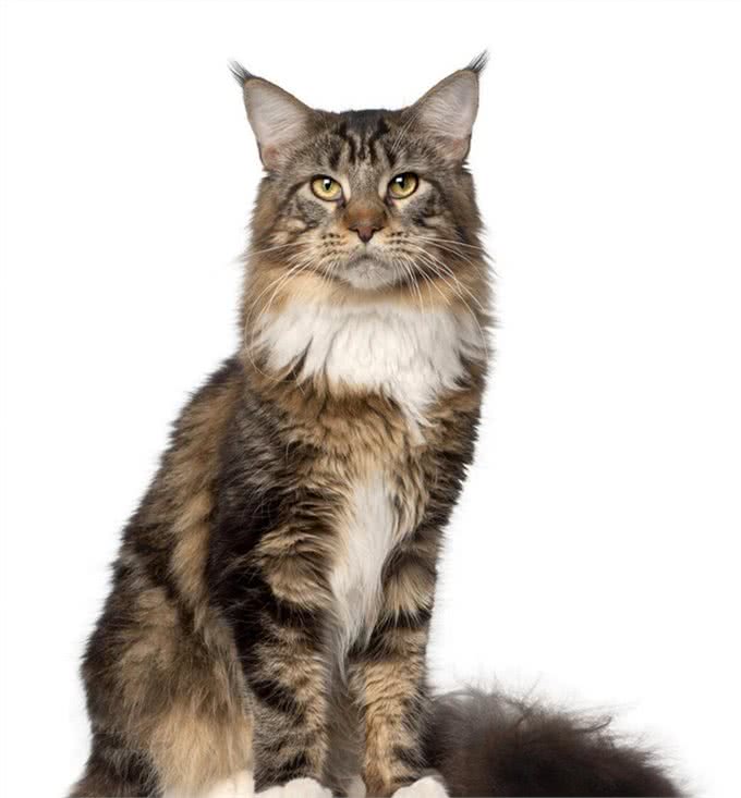 体型最大的猫缅因猫，像狮子又像老虎!威武霸气!帅气无比!