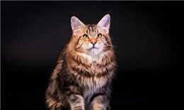 体型最大的猫缅因猫，像狮子又像老虎!威武霸气!帅气无比!