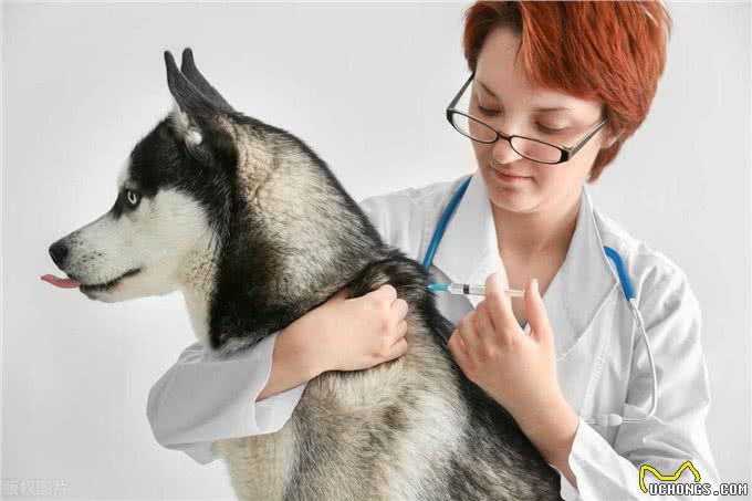 狗狗十大皮肤病症状，如何识别?