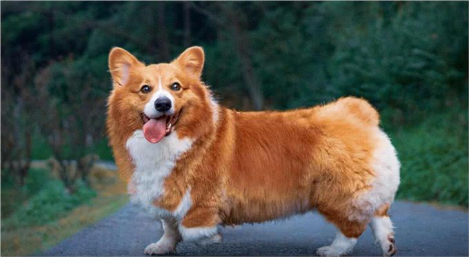 如何识别和治疗狗狗发烧?