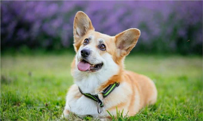 如何识别和治疗狗狗发烧?